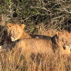 Phinda Private Game Reserve - Richards Bay