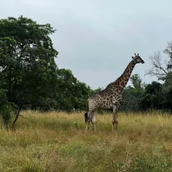 Phinda Private Game Reserve - Richards Bay