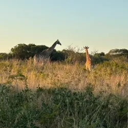 Phinda Private Game Reserve - Richards Bay