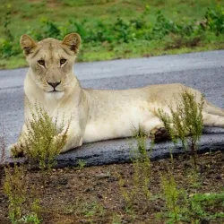 Phinda Private Game Reserve - Richards Bay