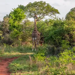 Phinda Private Game Reserve - Richards Bay