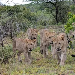 Phinda Private Game Reserve - Richards Bay