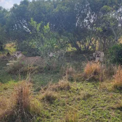 Phinda Private Game Reserve - Richards Bay