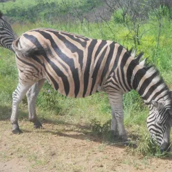 Zulu Cultural Village - Richards Bay