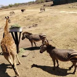 Cradle of Humankind - Roodepoort