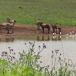 Cradle of Humankind - Roodepoort