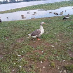 Florida Lake - Roodepoort