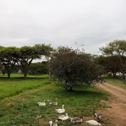 Honeydew Mazes and Fun Farm - Roodepoort