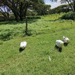 Honeydew Mazes and Fun Farm - Roodepoort