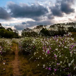 Delta Park - Sandton