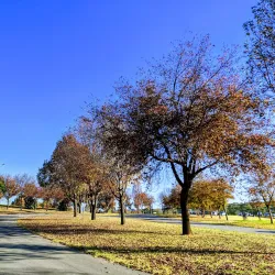 Innesfree Park - Sandton