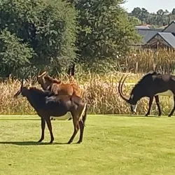 Sasolburg Golf Club - Sasolburg