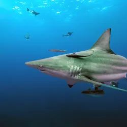 Aliwal Shoal Marine Protected Area - Scottburgh