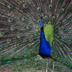 Umkomaas Crocodile Farm - Scottburgh