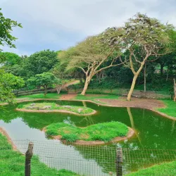 Umkomaas Crocodile Farm - Scottburgh