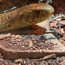 Umkomaas Crocodile Farm - Scottburgh