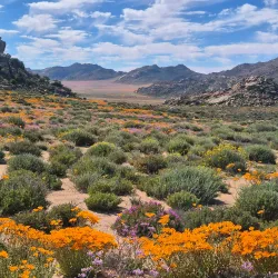 Goegap Nature Reserve - Springbok