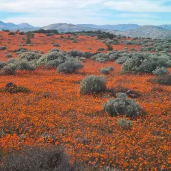 Namaqua National Park - Springbok