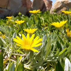 Cape St. Francis Lighthouse - St Francis Bay