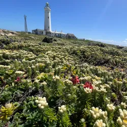 Cape St. Francis Lighthouse - St Francis Bay