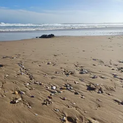Cape St. Francis Nature Reserve - St Francis Bay