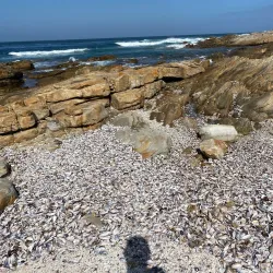Seal Point Lighthouse - St Francis Bay