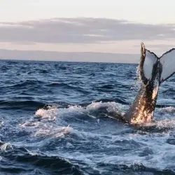 St Francis Bay Beach - St Francis Bay