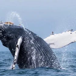 Whale Watching - St Francis Bay