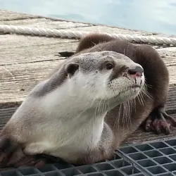 Whale Watching - St Francis Bay