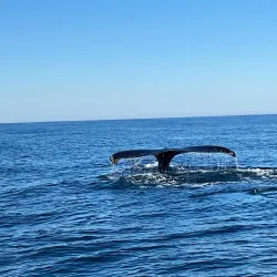 Whale Watching - St Francis Bay
