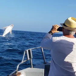 Whale Watching - St Francis Bay