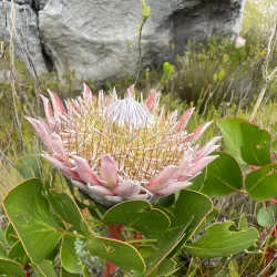 Jonkershoek Nature Reserve - Stellenbosch