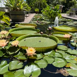 Stellenbosch University Botanical Garden - Stellenbosch