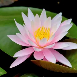 Stellenbosch University Botanical Garden - Stellenbosch