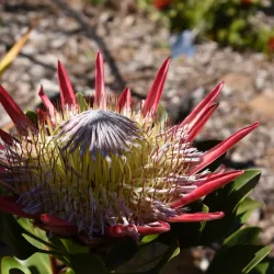 Stellenbosch University Botanical Garden - Stellenbosch