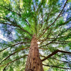 Stellenbosch University Botanical Garden - Stellenbosch