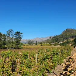 Stellenbosch Wine Route - Stellenbosch