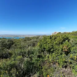 Postberg Nature Reserve - Stilbaai (Still Bay)