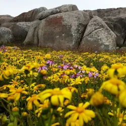 Postberg Nature Reserve - Stilbaai (Still Bay)