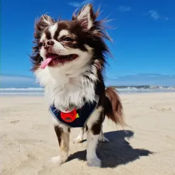 Stilbaai Beach - Stilbaai (Still Bay)