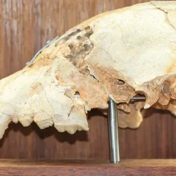 Stilbaai Museum - Stilbaai (Still Bay)