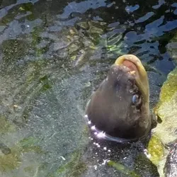 Stilbaai Whale Watching - Stilbaai (Still Bay)