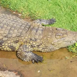 Lost City Golf Course - Sun City