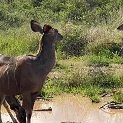 Pilanesberg National Park - Sun City