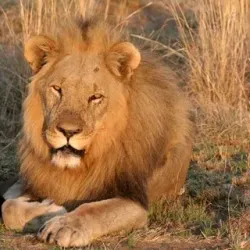 Pilanesberg National Park - Sun City