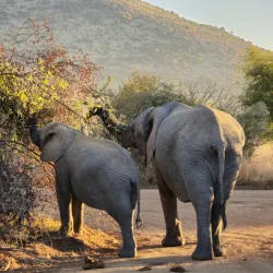 Pilanesberg National Park - Sun City