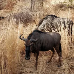 Pilanesberg National Park - Sun City