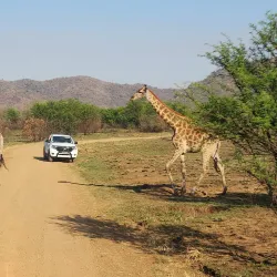 Pilanesberg National Park - Sun City