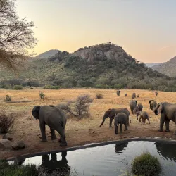 Pilanesberg National Park - Sun City