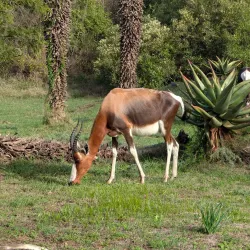 Bontebok National Park - Swellendam